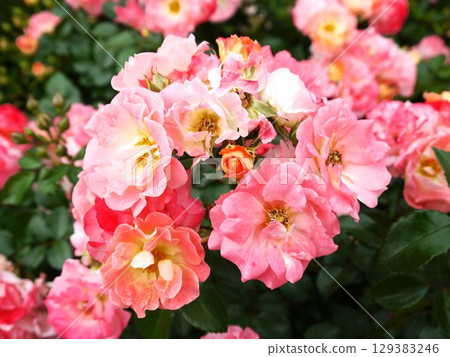 Pink rose flowers are blooming Pink rose flowers are blooming 129383246
