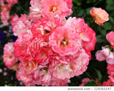 A red rose A red rose 129383247
