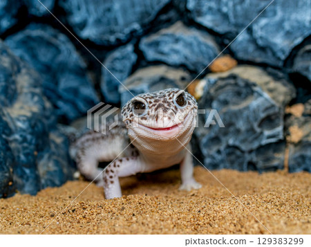 Close up of leopard gecko 129383299