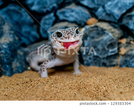 Close up of leopard gecko 129383304