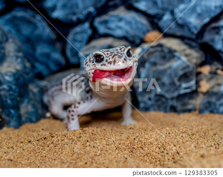 Close up of leopard gecko 129383305