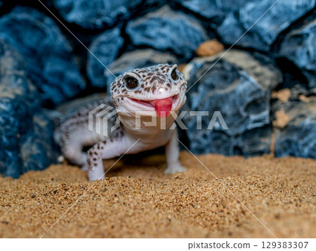 Close up of leopard gecko 129383307