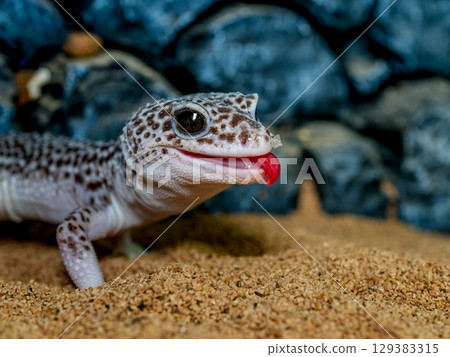 豹紋守宮的特寫 129383315