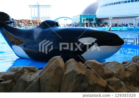 Earth and Rin, killer whales at Port of Nagoya Public Aquarium Earth and Rin, killer whales at Port of Nagoya Public Aquarium 129383320