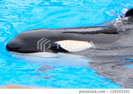 名古屋港水族館的虎鯨阿爾斯和凜 129383391