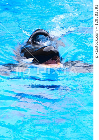 名古屋港水族館的虎鯨阿爾斯和凜 129383393