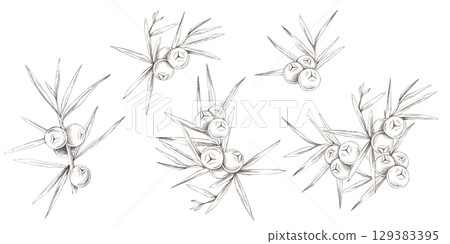 Arrangements of juniper berry sprigs with pencil shading in a botanical pencil drawing clipart. Designed for seamless patterns, fabric prints, wrapping paper, or branding assets. Arrangements of juniper berry sprigs with pencil shading in a botanical pencil drawing clipart. Designed for seamless patterns, fabric prints, wrapping paper, or branding assets. 129383395