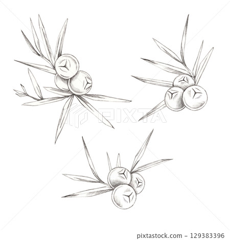 Three juniper berries arrangements with scattered needle leaves in gray pencil illustration. Great for alcohol label design, especially gin packaging, organic product branding, or natural cosmetics. Three juniper berries arrangements with scattered needle leaves in gray pencil illustration. Great for alcohol label design, especially gin packaging, organic product branding, or natural cosmetics. 129383396