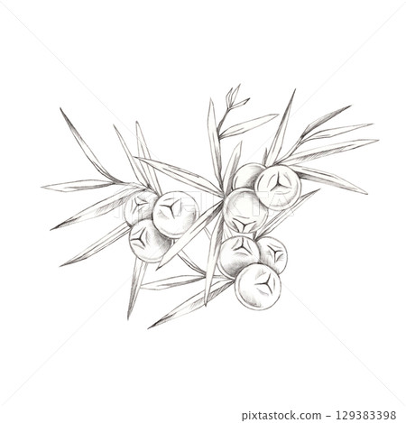 Hand-drawn juniper branch with berries and pointed leaves in gray pencil illustration. Suitable for botanical stationery, eco-packaging, vintage recipe cards, or herbal branding. Hand-drawn juniper branch with berries and pointed leaves in gray pencil illustration. Suitable for botanical stationery, eco-packaging, vintage recipe cards, or herbal branding. 129383398