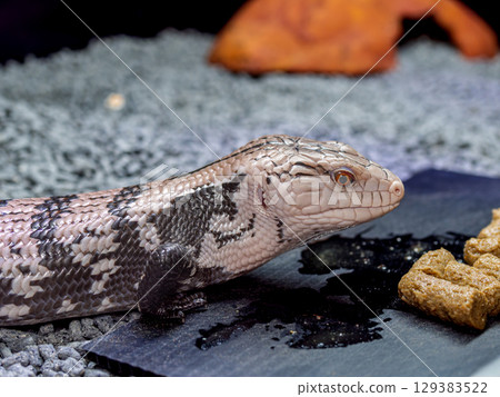 Blue-tongued lizard eating food 129383522