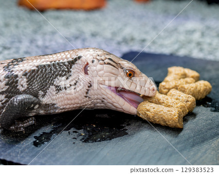 Blue-tongued lizard eating food 129383523