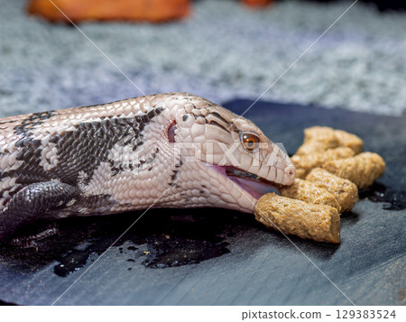 Blue-tongued lizard eating food 129383524