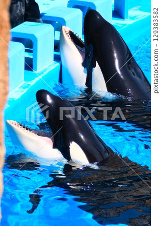 名古屋港水族館的虎鯨阿爾斯和凜 129383582