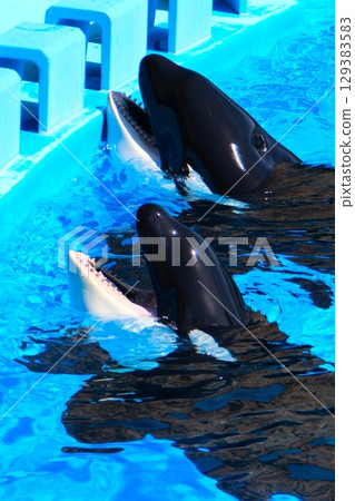 名古屋港水族館的虎鯨阿爾斯和凜 129383583