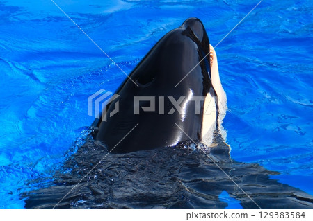 Earth and Rin, killer whales at Port of Nagoya Public Aquarium Earth and Rin, killer whales at Port of Nagoya Public Aquarium 129383584