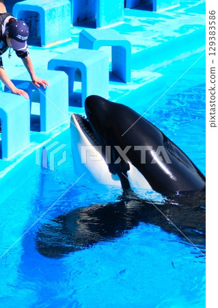 Earth and Rin, killer whales at Port of Nagoya Public Aquarium Earth and Rin, killer whales at Port of Nagoya Public Aquarium 129383586