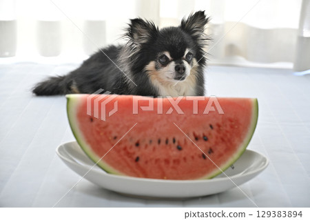 我心愛的長毛吉娃娃正在吃西瓜 129383894