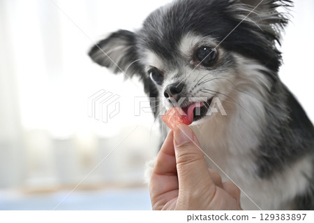 My beloved long-haired Chihuahua eating watermelon My beloved long-haired Chihuahua eating watermelon 129383897