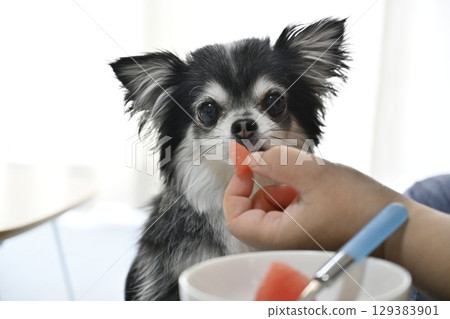 My beloved long-haired Chihuahua eating watermelon My beloved long-haired Chihuahua eating watermelon 129383901