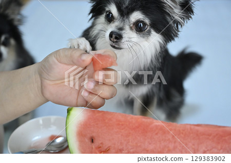 My beloved long-haired Chihuahua eating watermelon My beloved long-haired Chihuahua eating watermelon 129383902
