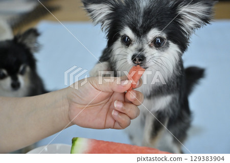 我心愛的長毛吉娃娃正在吃西瓜 我心愛的長毛吉娃娃正在吃西瓜 129383904