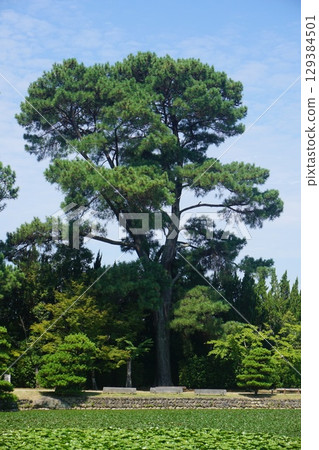 A panoramic view of a large loblolly pine native to North America A panoramic view of a large loblolly pine native to North America 129384501