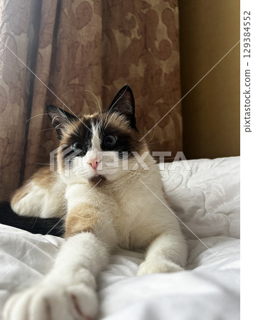 Siamese cat lounges elegantly on white blanket, its striking blue eyes contrasting with chocolate fur in soft natural light Siamese cat lounges elegantly on white blanket, its striking blue eyes contrasting with chocolate fur in soft natural light 129384552