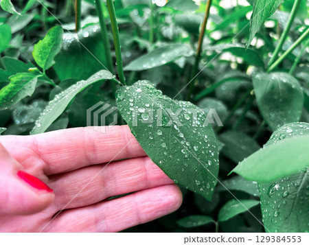 Woman hand caressing vibrant young leaves after spring shower. Great for nature therapy themes, outdoor lifestyle brands, and organic living. Woman hand caressing vibrant young leaves after spring shower. Great for nature therapy themes, outdoor lifestyle brands, and organic living. 129384553