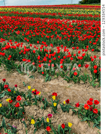 Vertical image of tulip field with red and yellow blooms. Overhead view. Vertical image of tulip field with red and yellow blooms. Overhead view. 129384554