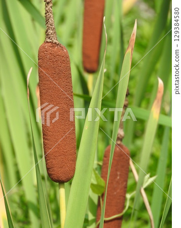 Cattail spike: A fluffy flower spike shaped like a sausage Cattail spike: A fluffy flower spike shaped like a sausage 129384580