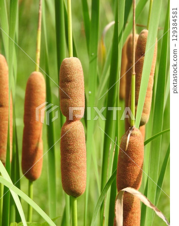 Cattail spike: A fluffy flower spike shaped like a sausage Cattail spike: A fluffy flower spike shaped like a sausage 129384581