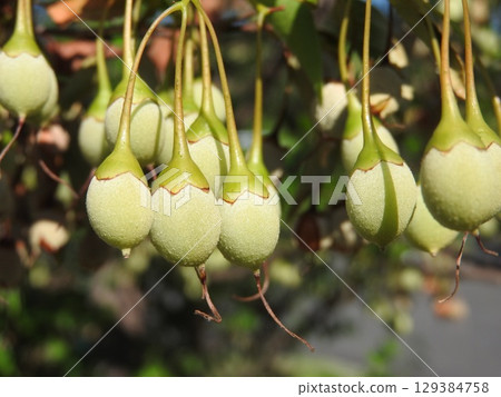 "Snow ash" fruit: still light green and immature "Snow ash" fruit: still light green and immature 129384758