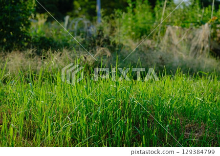 Summer weed 129384799