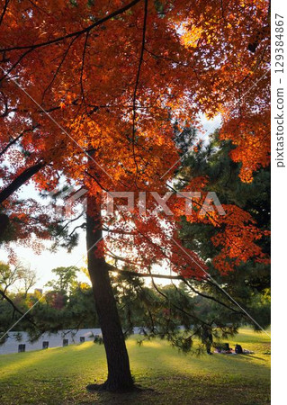 Autumn leaves in Kyoto 129384867