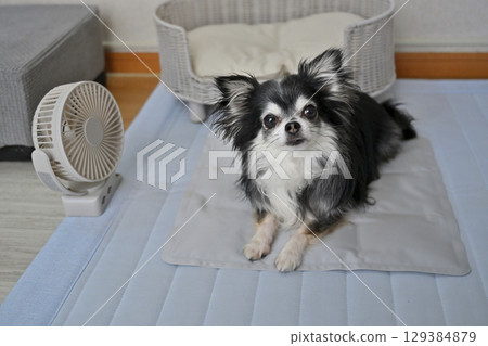 Summer dog supplies (cooling mat, small fan) for long-haired Chihuahuas 129384879
