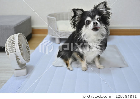 長毛吉娃娃夏季狗狗用品（涼席、小風扇） 129384881