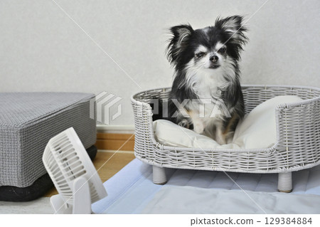 長毛吉娃娃夏季狗狗用品（涼席、小風扇） 129384884