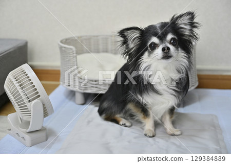 Summer dog supplies (cooling mat, small fan) for long-haired Chihuahuas Summer dog supplies (cooling mat, small fan) for long-haired Chihuahuas 129384889