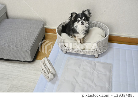 長毛吉娃娃夏季狗狗用品(涼席、小風扇) 長毛吉娃娃夏季狗狗用品(涼席、小風扇) 129384893