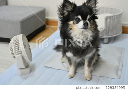 老年犬吉娃娃用冷卻墊和風扇降溫夏季材料 129384995