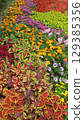 Colorful flower bed 129385356