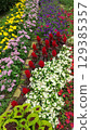 Colorful flower bed 129385357