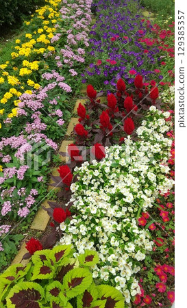 Colorful flower bed 129385357