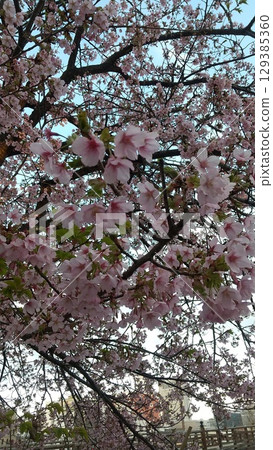 Kawazu櫻花的風景 129385360