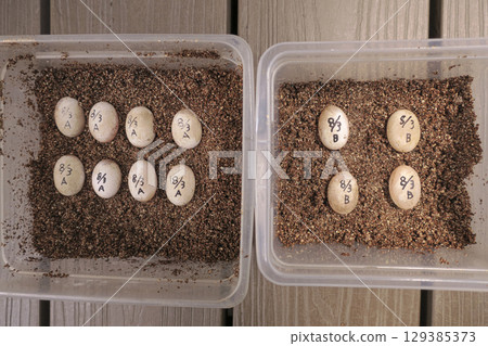 Collected and dated Japanese pond turtle eggs Collected and dated Japanese pond turtle eggs 129385373