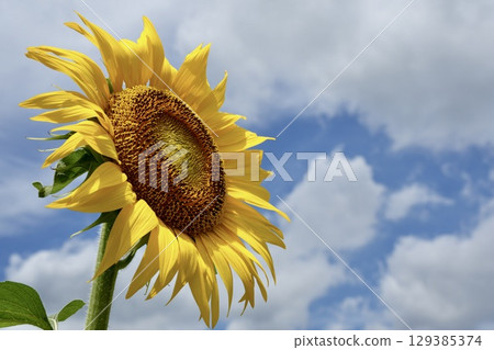 Sunflowers, the representative flower of summer, blue sky and white clouds 129385374
