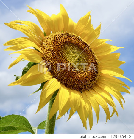 Sunflowers, the representative flower of summer, blue sky and white clouds Sunflowers, the representative flower of summer, blue sky and white clouds 129385460