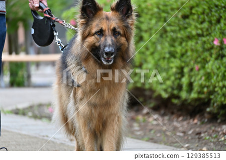 German Shepherd 129385513
