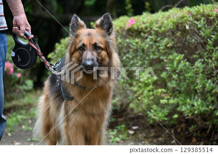 德國牧羊犬 129385514