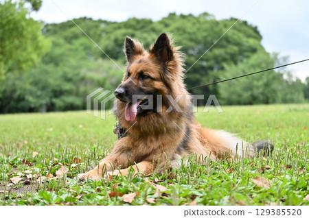German Shepherd 129385520